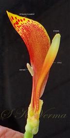 Fertile stamen and Pistil